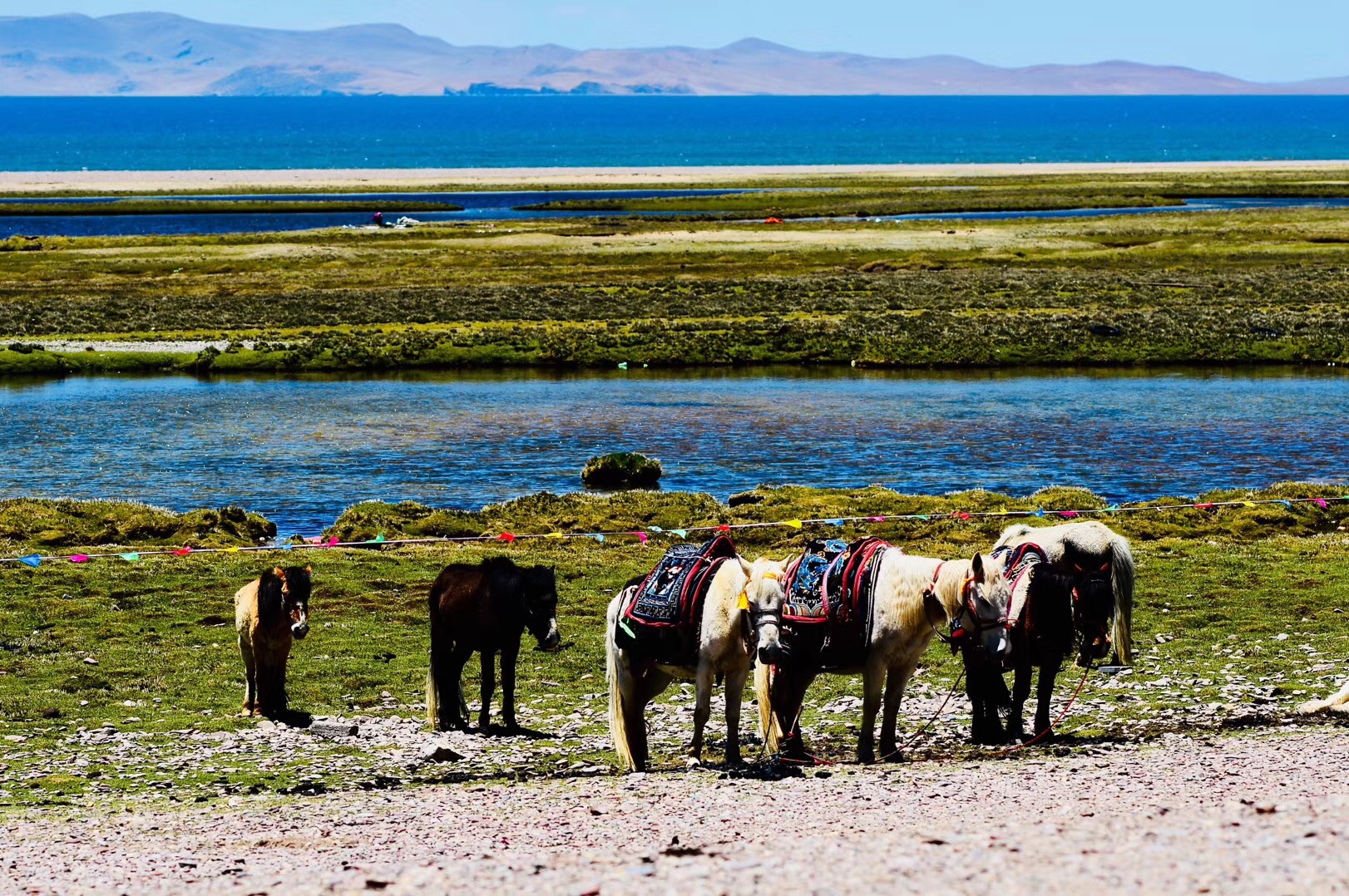 圣景8天7晚,拉薩、林芝、魯朗、羊湖、日喀則
